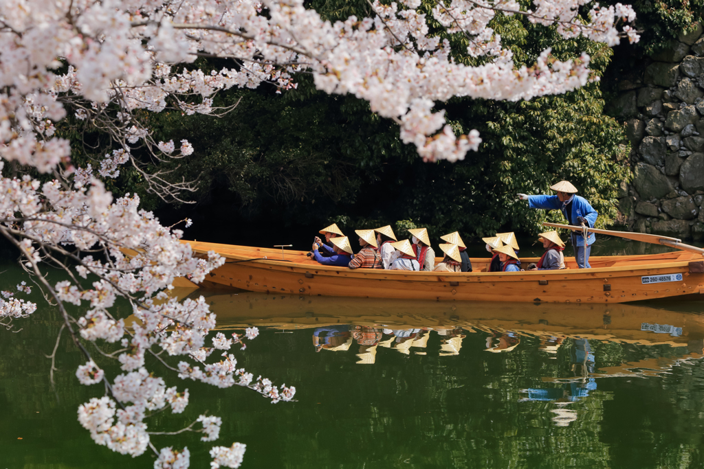 桜のトンネルを行く