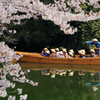 桜のトンネルを行く