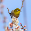 初 ウメジロー