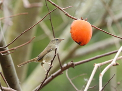 鳥撮りました