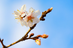 梅は咲いたよ 桜はまだかいな♪