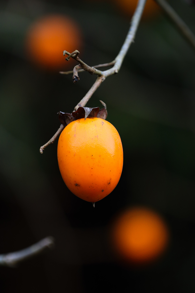 persimmon