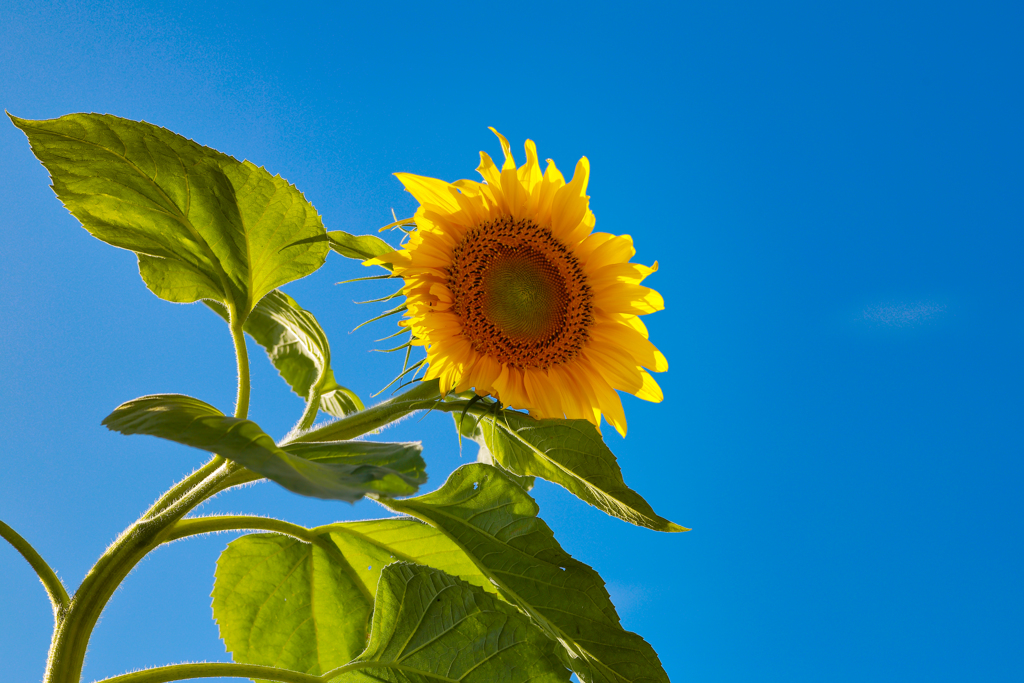 西日本に元気を！