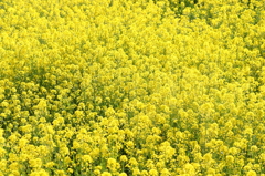 菜の花畑