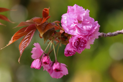 八重桜