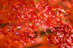 秋の陽光に照る山紅葉