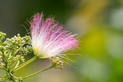 夏の花 ネムノキ