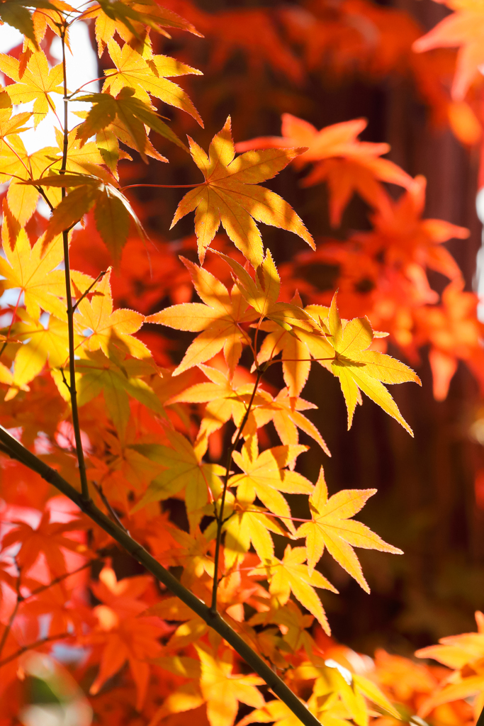 近所の紅葉 ③ ～濃いも薄いも～