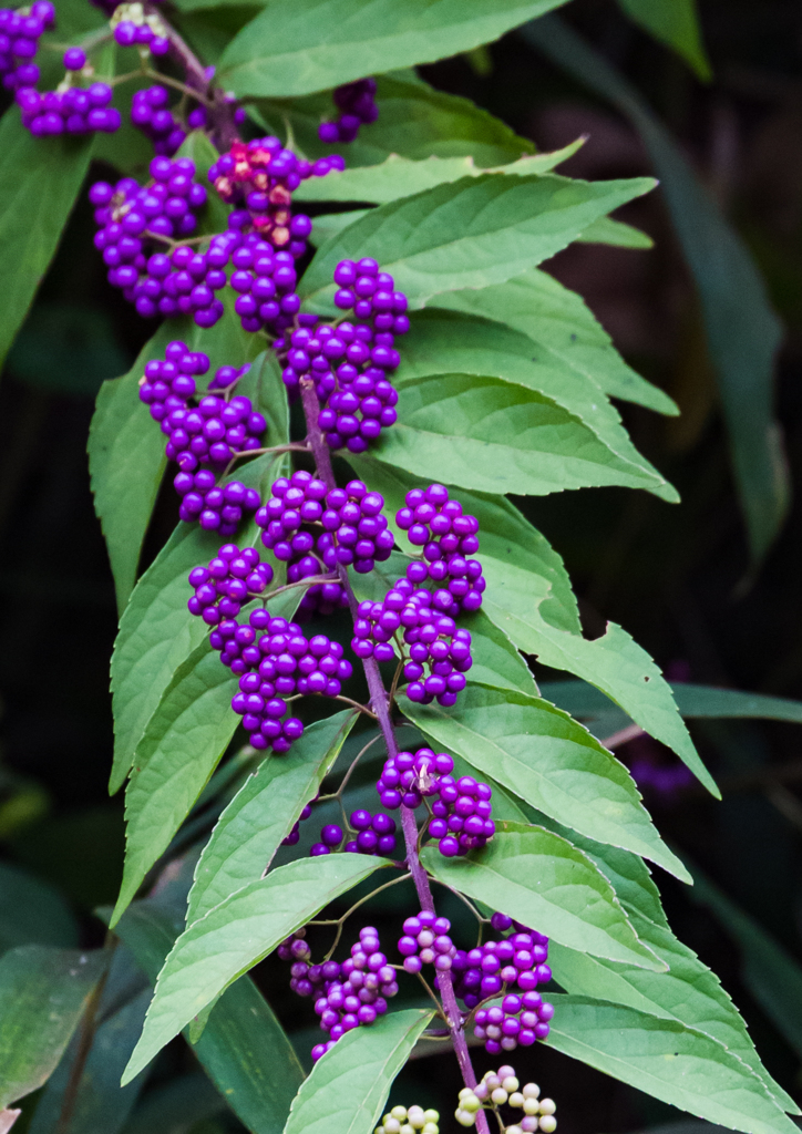 山のキャビア　（勝手に命名）