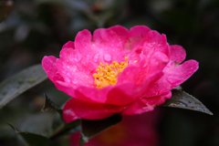 水も滴る山茶花
