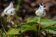 赤い虫が白花カタクリと出会った