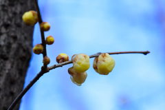 初春を告げる蝋梅の花