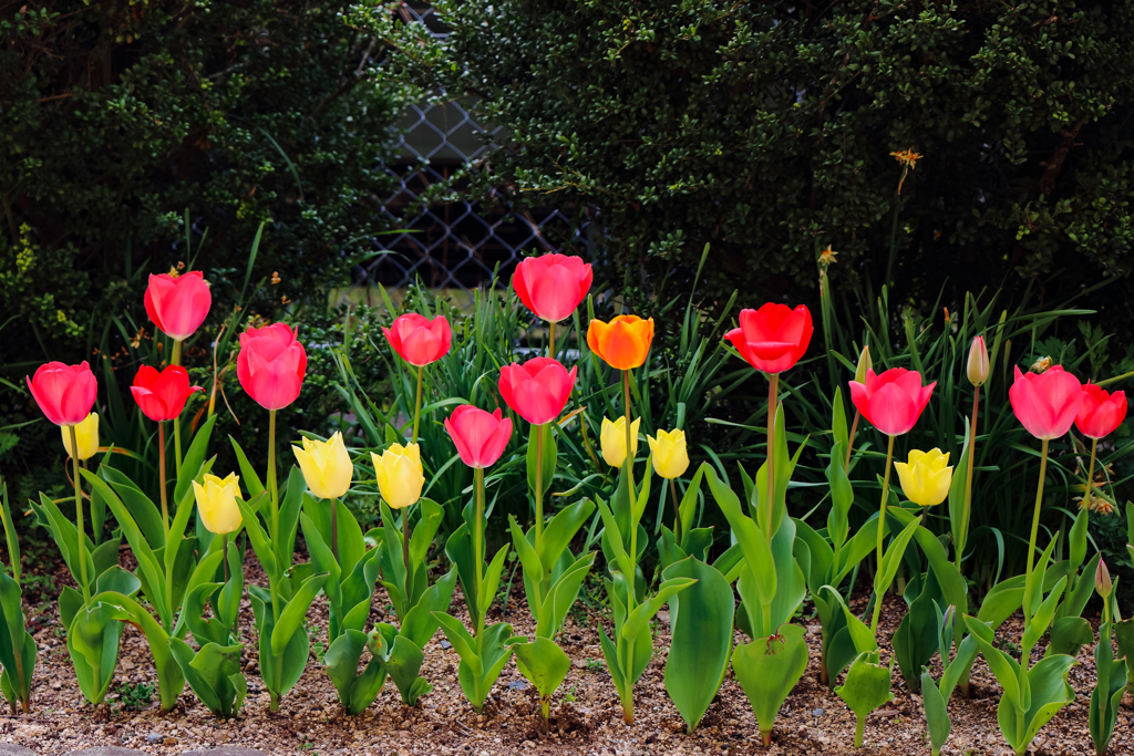 並んだ並んだ 赤・橙・黄色