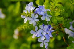 瑠璃茉莉の花