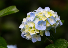 やさしい色の紫陽花