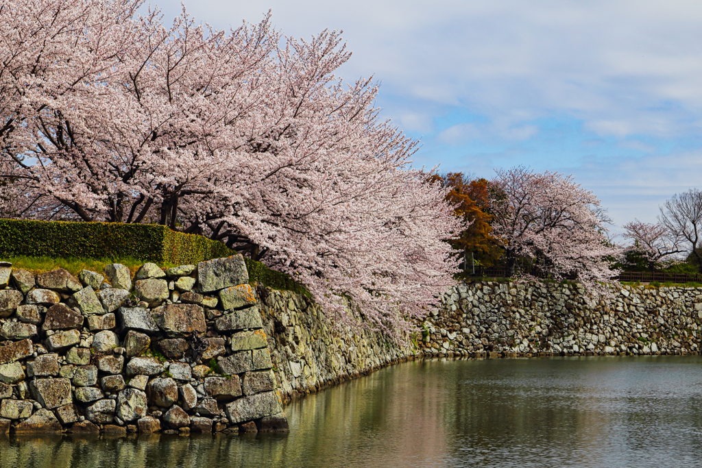 石垣と桜