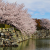 石垣と桜