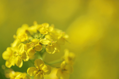 What A Yellow World