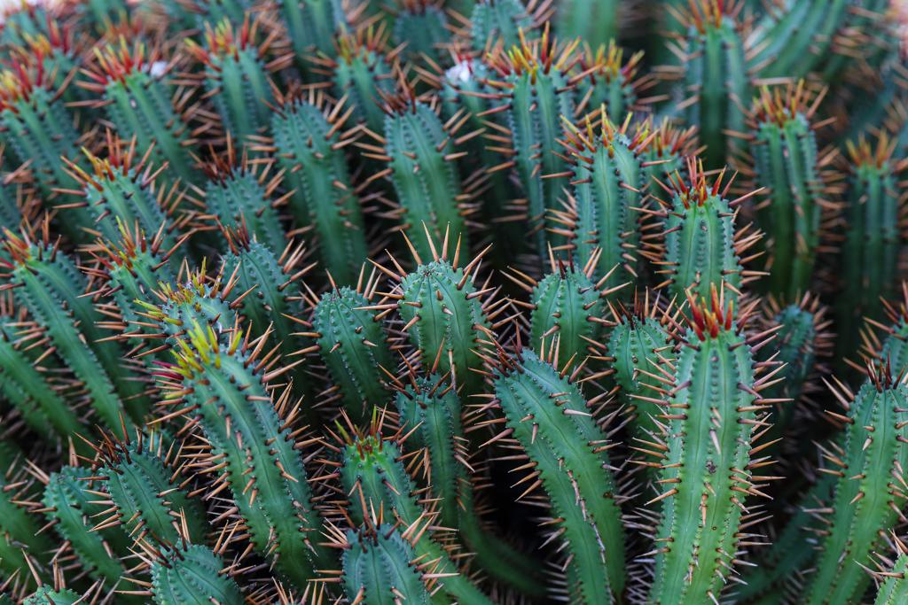 ガミラス星の植物？