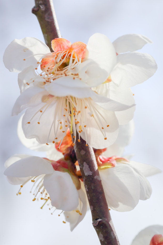 スケトルン de plum