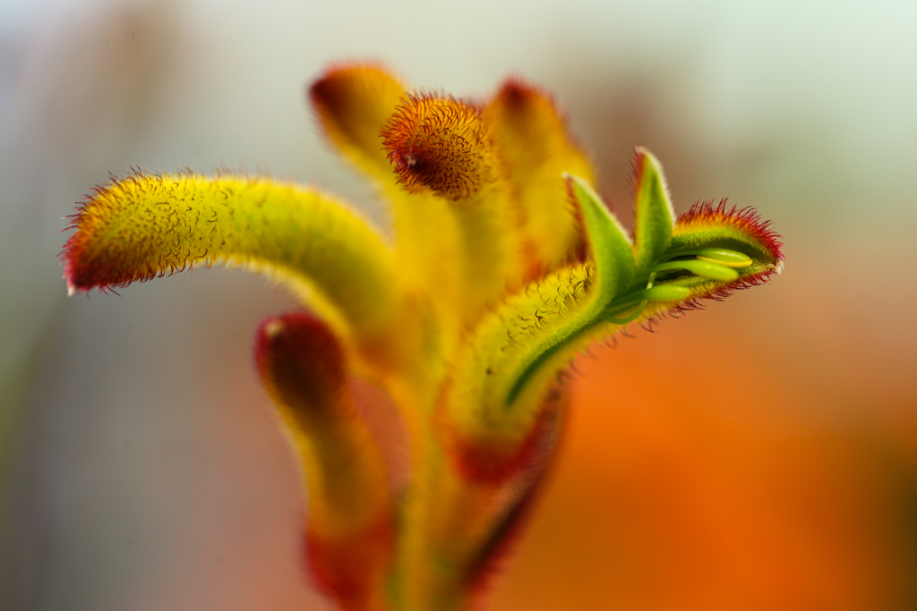 Kangaroo Paw