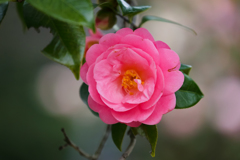 椿 beauty ①