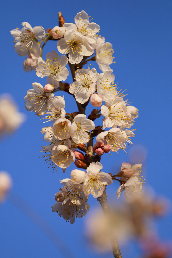 春よ 遠き春よ ②