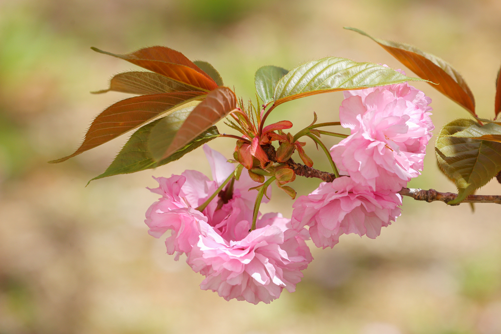 桜も八重に