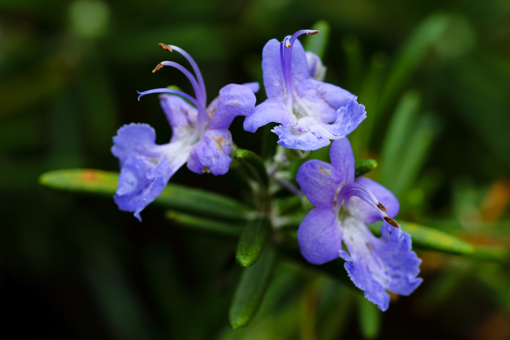 Rosemary