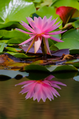 Reflection