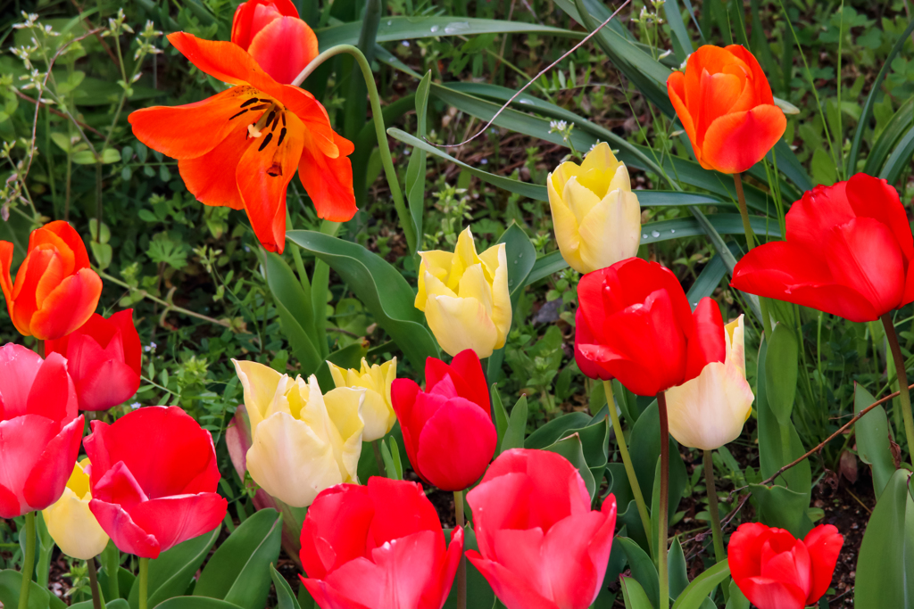 ３Ｆよりチューリップ