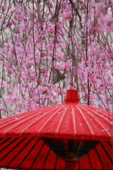 桜の雨が降る