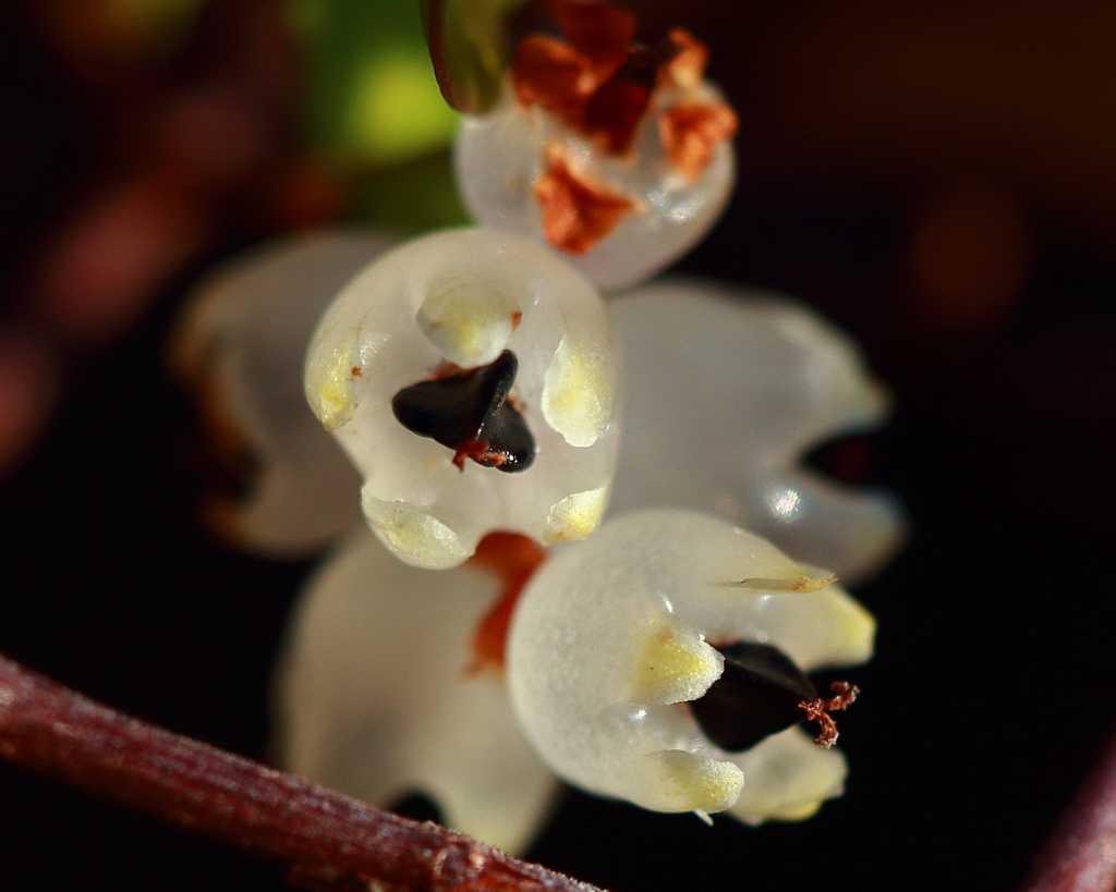 ワイヤープランツの花