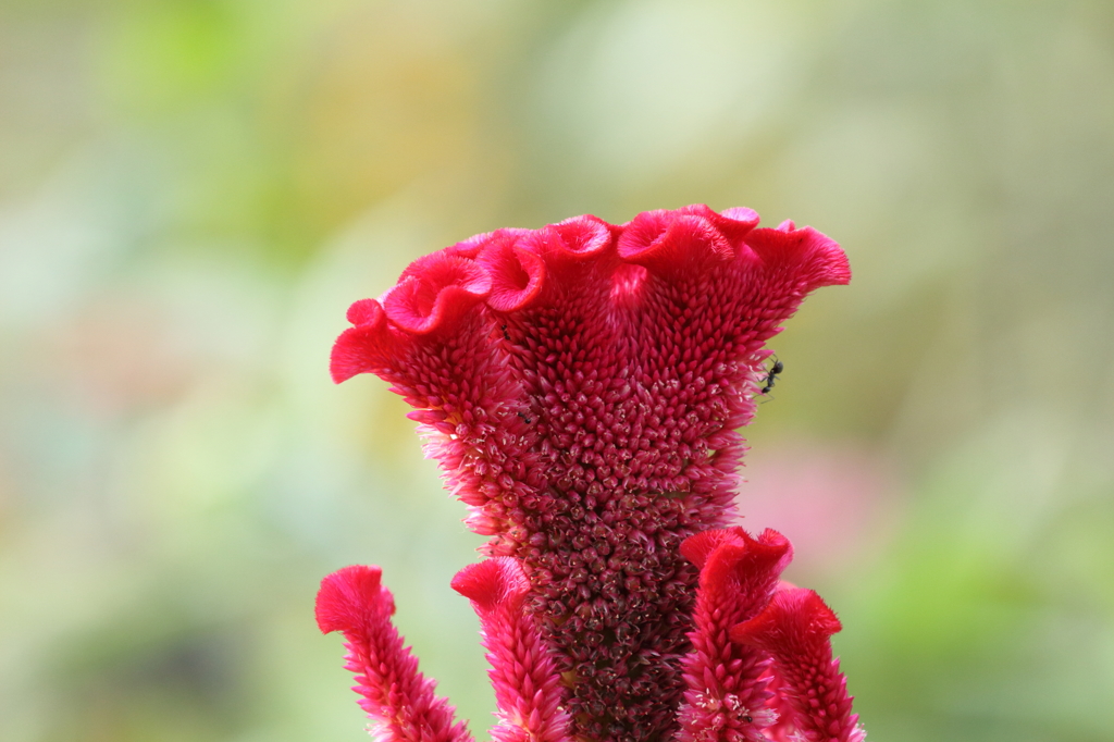 レッドカーペット