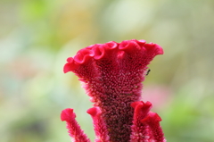 レッドカーペット