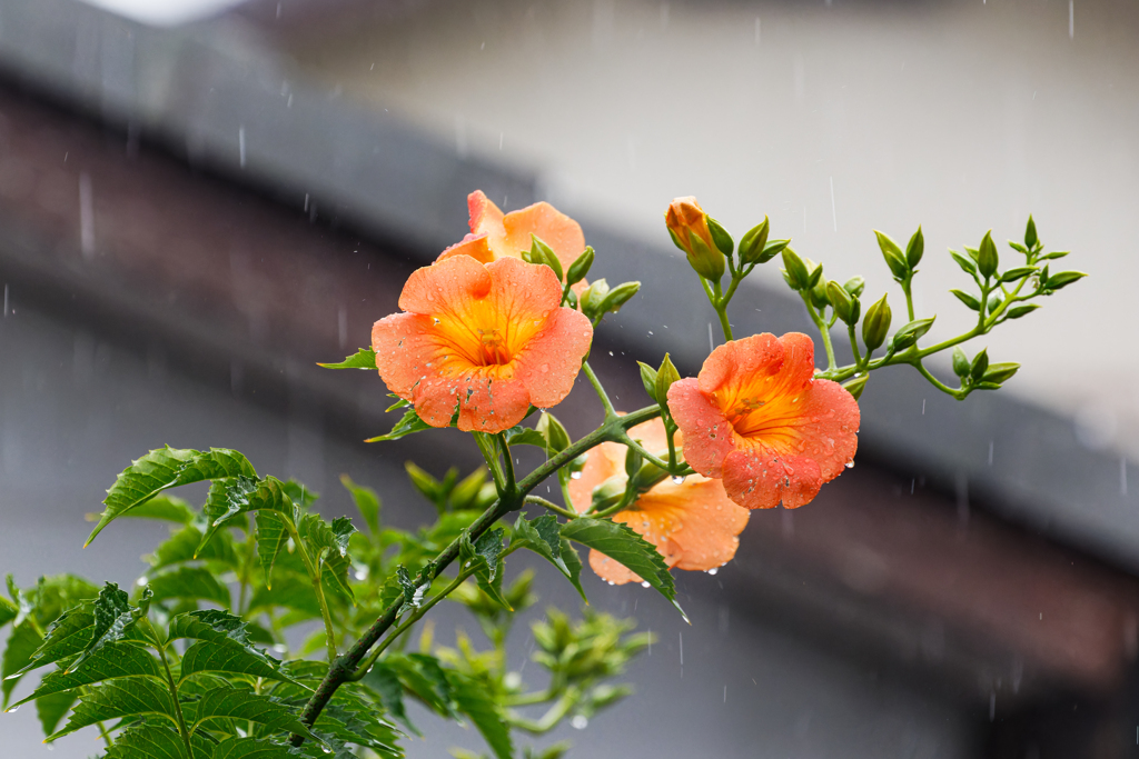 雨中のノウゼンカズラ