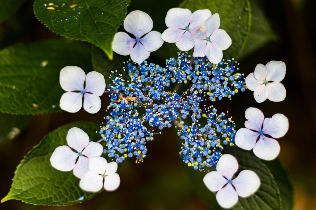 まるで花火
