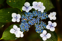 まるで花火