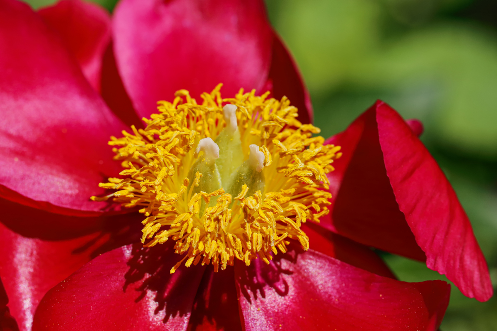 情熱の赤い…芍薬 ^^;