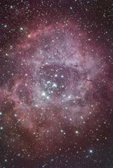 冬の夜空に咲く一輪のバラ