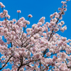 桜満開