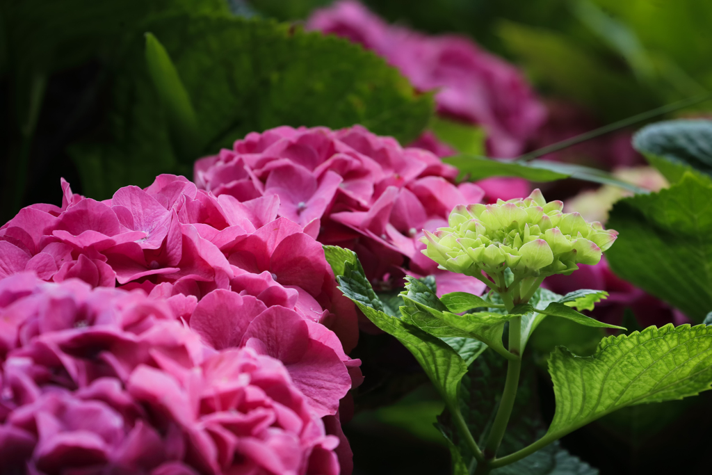 Baby Hydrangea