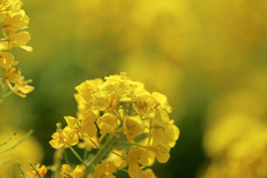 菜の花