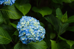 紫陽花の咲く頃