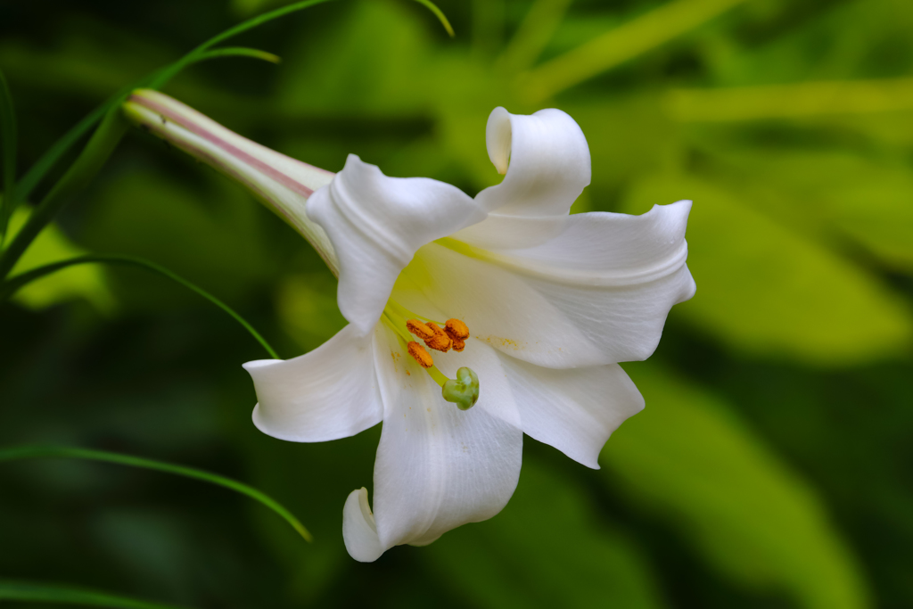 白百合