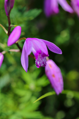 この花知ってるのに…