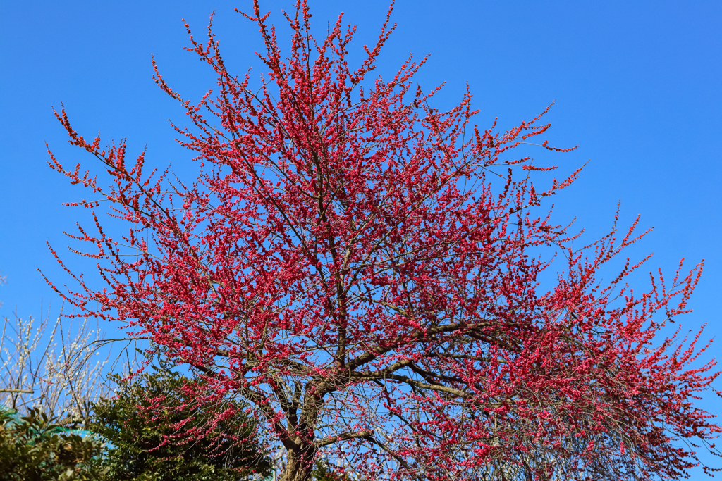 青空に紅梅