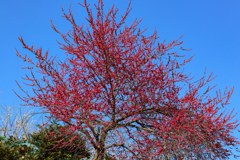 青空に紅梅