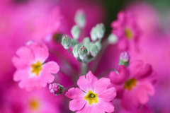 花のゆりかご