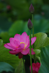 紅一点、いや二点